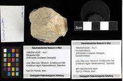 Foto (Objekt + Etiketten) von Goniodromites sp. 